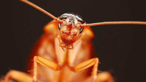 Why do cockroaches look terrifying?