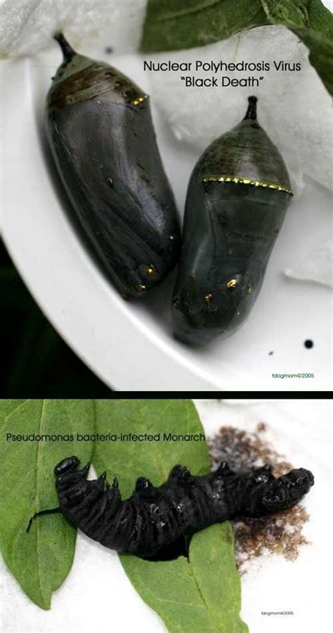 Why do cocoons turn black?