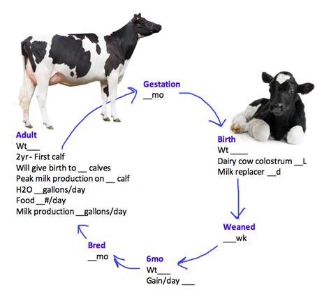 Why do cows circle around you?