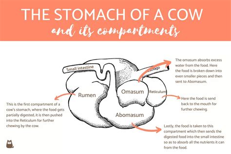Why do cows have 4 stomachs?
