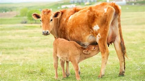 Why do cows hide their babies?