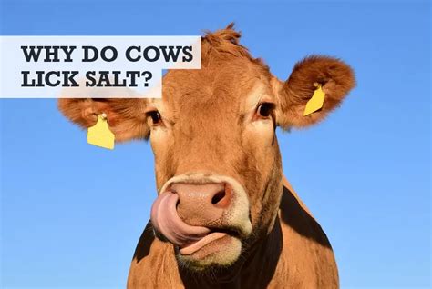 Why do cows lick salt?