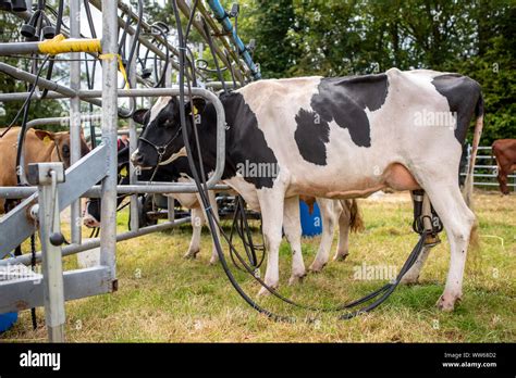 Why do cows like being milked?