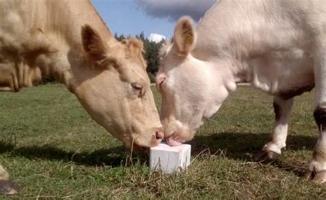 Why do cows like to lick you?