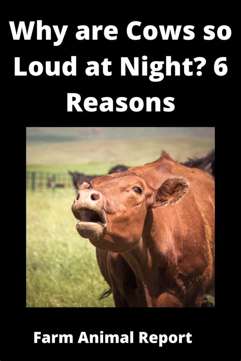 Why do cows scream at night?