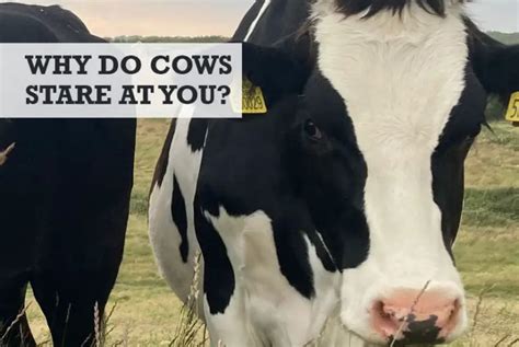 Why do cows stare at you?