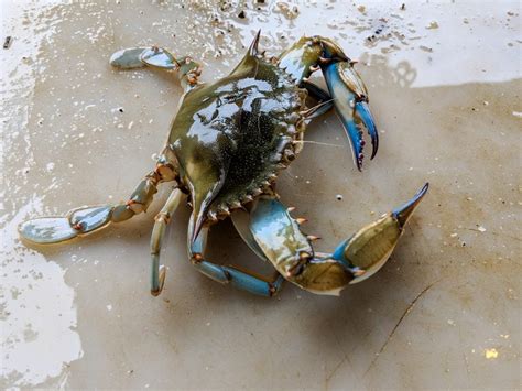 Why do crab legs turn black?