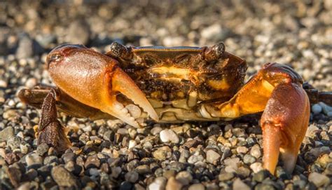 Why do crabs remove their own claw?