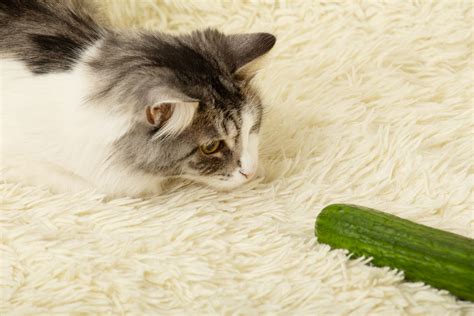 Why do cucumbers scare cats?