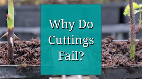 Why do cuttings fail to root?