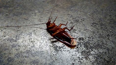 Why do dead cockroaches move?