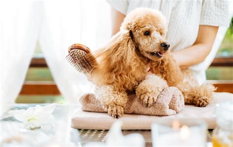 Why do dogs act depressed after grooming?