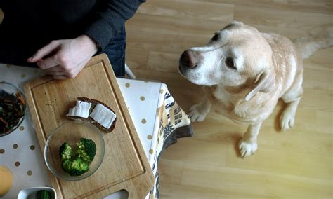 Why do dogs ask for dinner early?