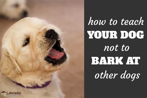 Why do dogs bark at a certain person?