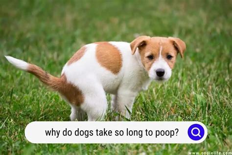 Why do dogs circle before pooping?