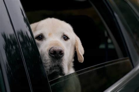 Why do dogs cry in the car?