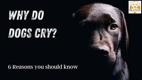 Why do dogs cry when you pick them up?