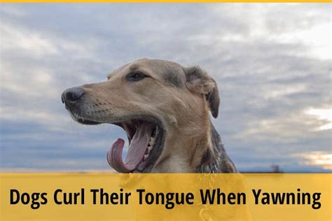 Why do dogs curl their tongue when they yawn?