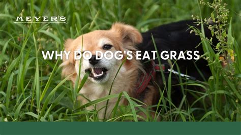 Why do dogs eat monkey grass?