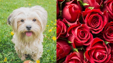 Why do dogs eat rose petals?