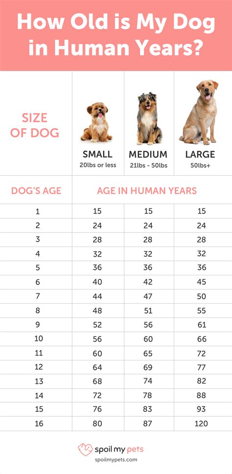 Why do dogs get meaner as they age?