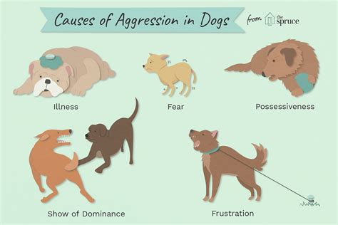 Why do dogs get more aggressive as they age?