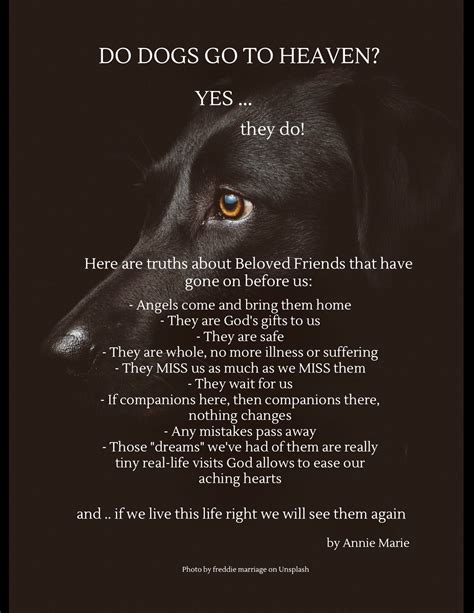 Why do dogs go to you when you cry?