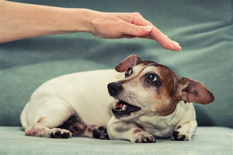 Why do dogs growl when petted?