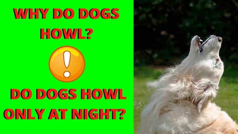 Why do dogs howl at bells?