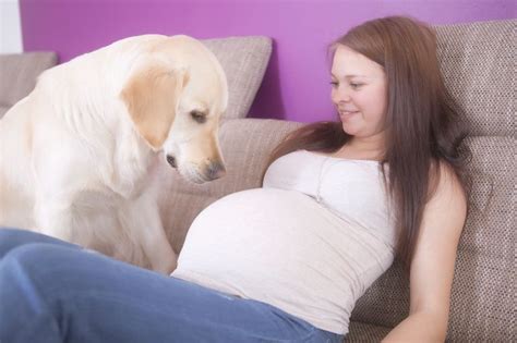 Why do dogs lay on pregnant bellies?