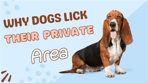 Why do dogs lick human private parts?