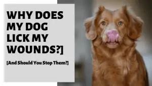 Why do dogs lick my blood?