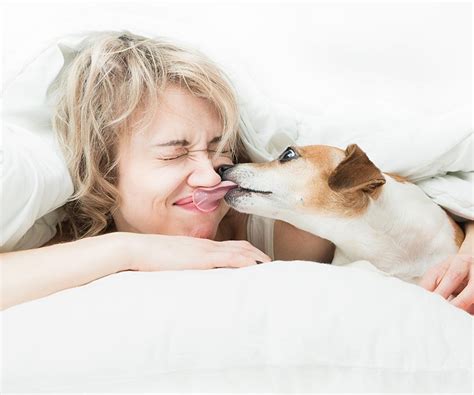 Why do dogs lick you before they go to sleep?