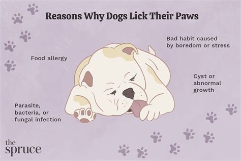 Why do dogs lick you then bite?