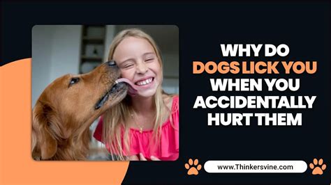 Why do dogs lick you when you accidentally hurt them?