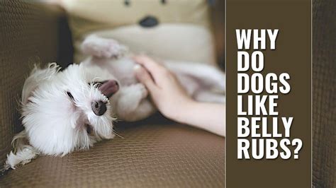 Why do dogs like back rubs?