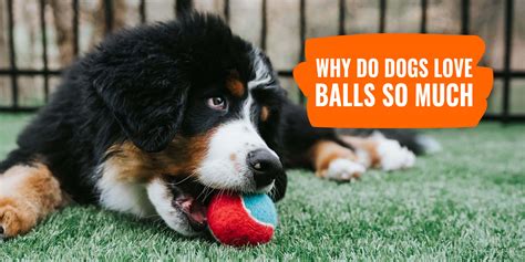 Why do dogs like balls so much?