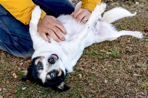 Why do dogs like belly rubs?