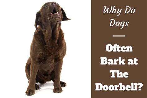 Why do dogs like doorbells?