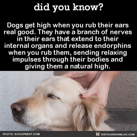 Why do dogs like ear rubs?