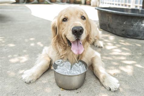 Why do dogs like ice water?