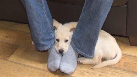 Why do dogs like their feet?