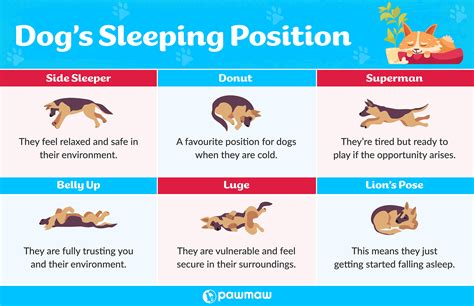 Why do dogs like to touch you when they sleep?