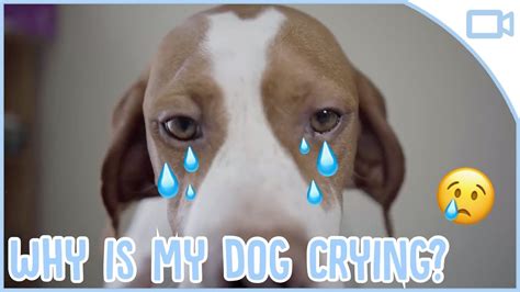 Why do dogs like your tears?