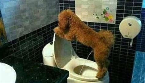 Why do dogs look at you when they pee?