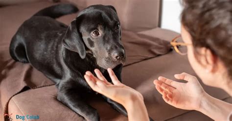 Why do dogs look away when you talk to them?