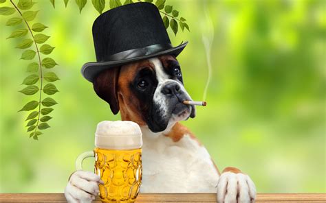Why do dogs love beer?