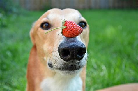 Why do dogs not like strawberries?