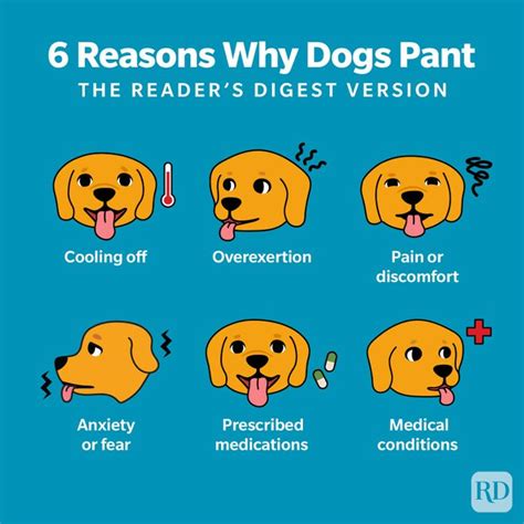 Why do dogs pant?