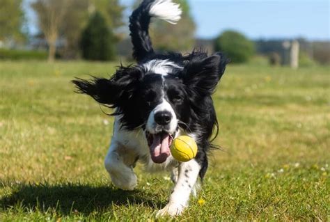 Why do dogs play fetch?